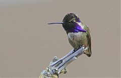 Costa's Hummingbird